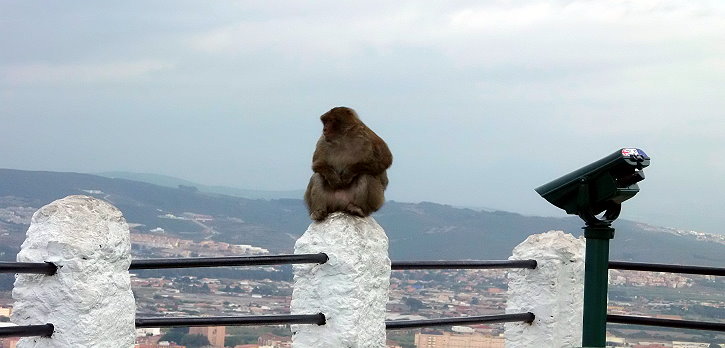 Auf dem Felsen von Gibraltar leben Affen.